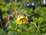 'Herterton Primrose'